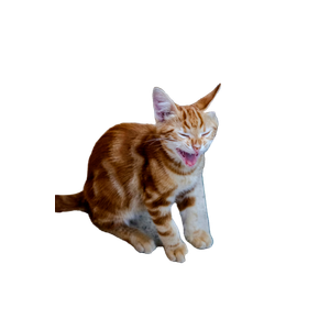Cute Ginger Kitten With Closed Eyes Sitting On Pavement In İStanbul, TüRkiye. 16043 - Cat PNG image with transparent background